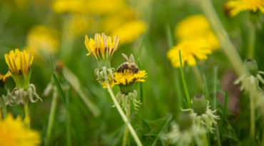 Retardez la tonte de vos pelouses pour aider les pollinisateurs!