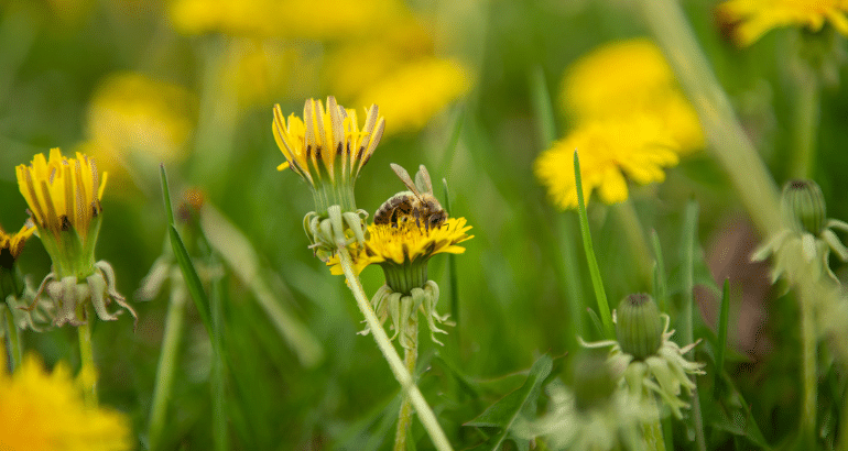 Retardez la tonte de vos pelouses pour aider les pollinisateurs!