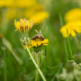 Retardez la tonte de vos pelouses pour aider les pollinisateurs!