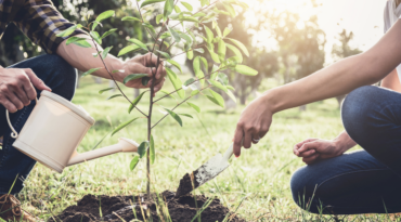 Lancement de la distribution annuelle d’arbres