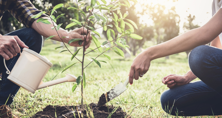 Lancement de la distribution annuelle d’arbres