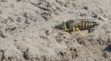 Présence de guêpes de sable dans certains parcs municipaux