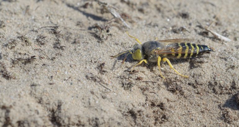 Présence de guêpes de sable dans certains parcs municipaux