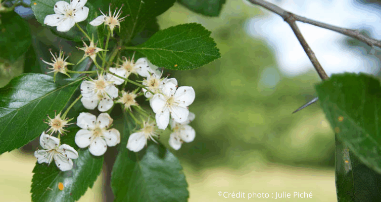 McMasterville adopte l’aubépine ponctuée à titre d’emblème floral