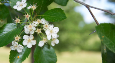 McMasterville adopte l’aubépine ponctuée à titre d’emblème floral