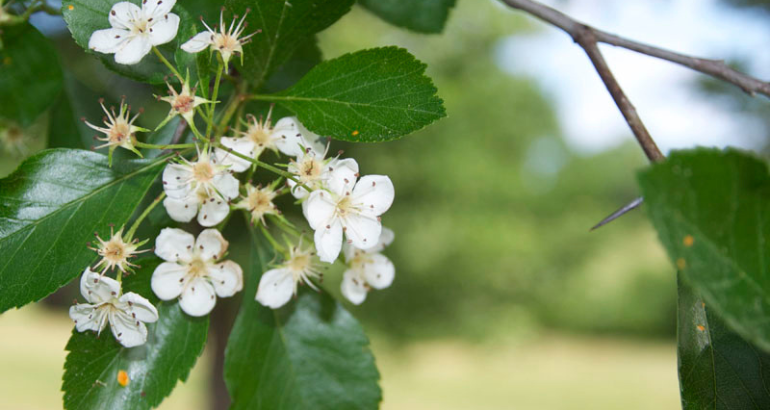 McMasterville adopte l’aubépine ponctuée à titre d’emblème floral