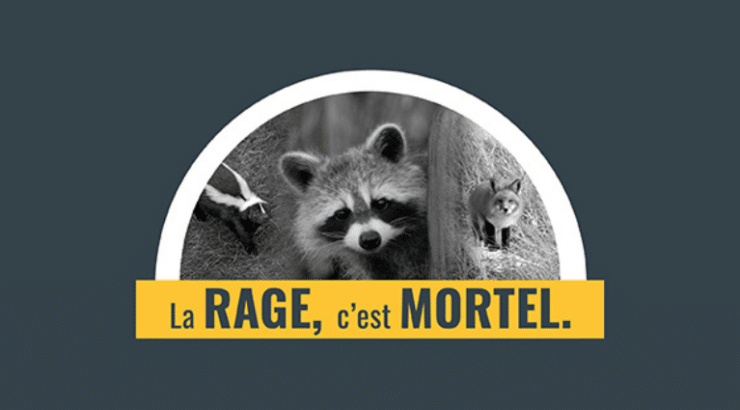 Rage du raton laveur : le MAPAQ rappelle l’importance de vacciner les animaux de compagnie