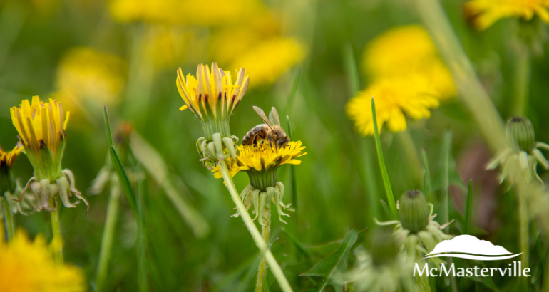 Retardez la tonte de vos pelouses pour aider les pollinisateurs!