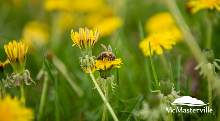 Retardez la tonte de vos pelouses pour aider les pollinisateurs!