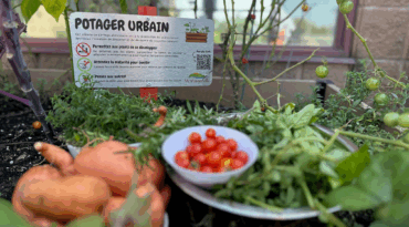 Profitez de nos potagers urbains à travers la ville!
