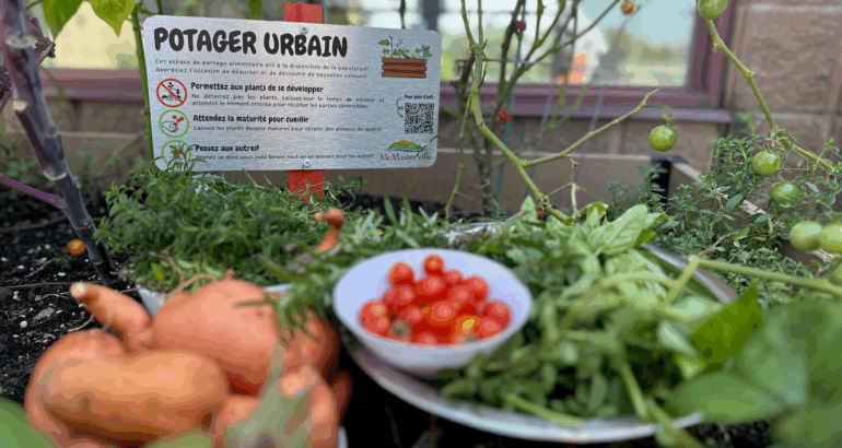 Profitez de nos potagers urbains à travers la ville!