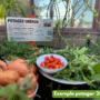 Profitez de nos potagers urbains à travers la ville!