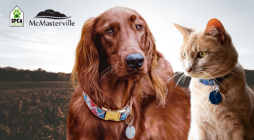Licence municipale : Enregistrement et renouvellement obligatoire de votre animal auprès de la SPCA Roussillon