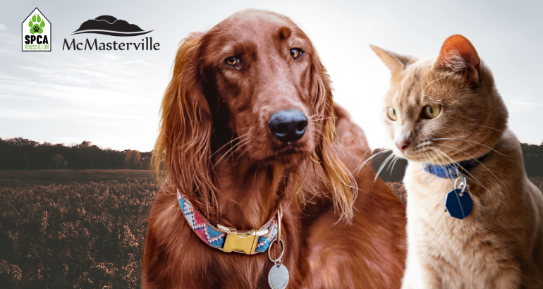 Licence municipale : Enregistrement et renouvellement obligatoire de votre animal auprès de la SPCA Roussillon