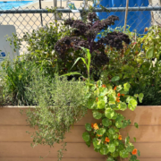 Profitez de nos potagers urbains à travers la ville!