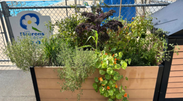 Profitez de nos potagers urbains à travers la ville!