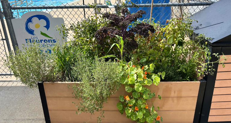 Profitez de nos potagers urbains à travers la ville!