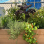 Profitez de nos potagers urbains à travers la ville!