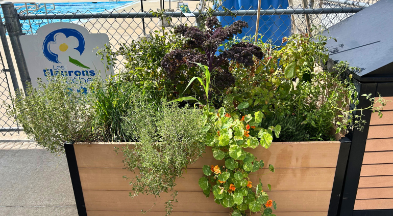 Profitez de nos potagers urbains à travers la ville!