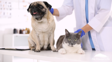 Clinique de vaccination contre la rage pour les chiens et les chats