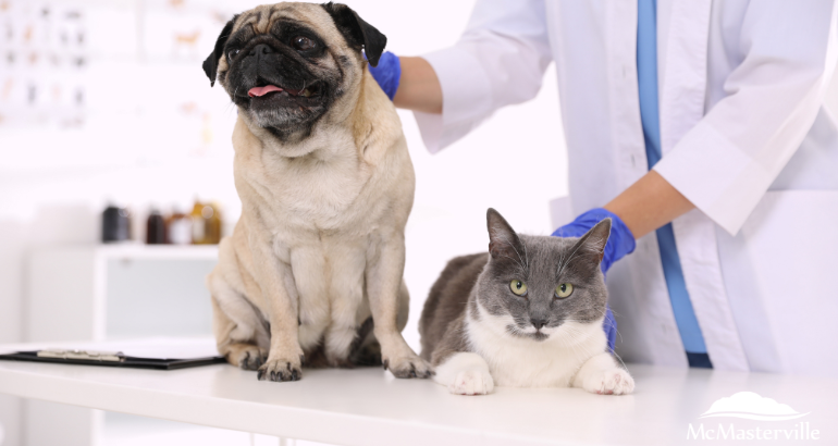 Clinique de vaccination contre la rage pour les chiens et les chats