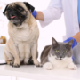 Clinique de vaccination contre la rage pour les chiens et les chats