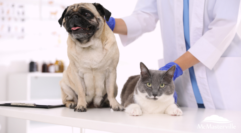Clinique de vaccination contre la rage pour les chiens et les chats